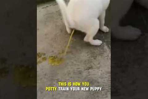 How To Potty Train New Puppy❗️