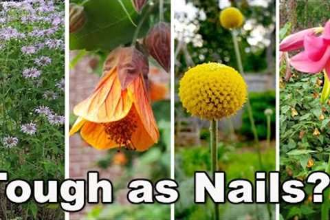 15 Easy to Grow at home Perennial Plants + survived heat, drought, + neglect in humid zone 8 garden