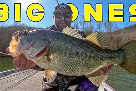 The BEST Bait For The Early Spring Transition!
