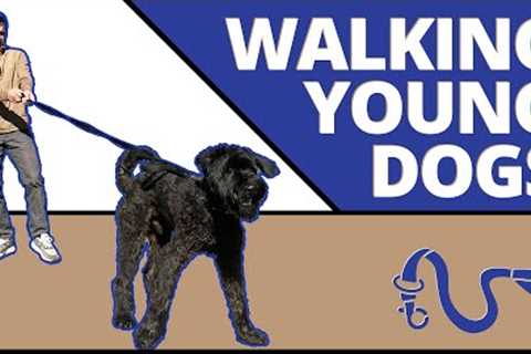 Simple step by step instructions to perfectly walking an adolescent dog