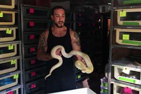 How to handle an aggressive/defensive snake with and without a hook
