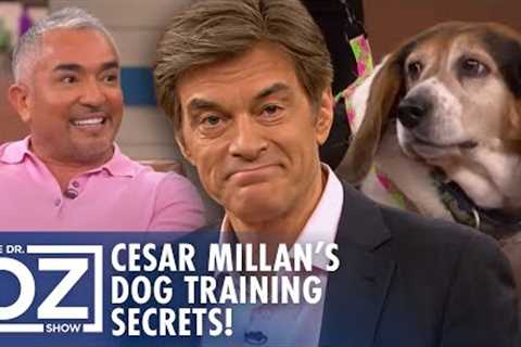 Cesar Millan’s Dog Training Secrets Revealed! | Oz Wellness