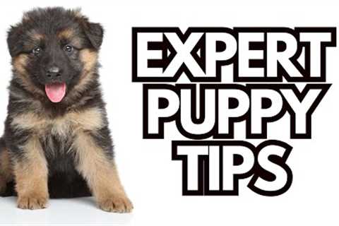 7 Puppy Training Questions + 6 Dog Trainers = Helpful Puppy Tips!