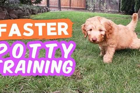 6 Potty Training Secrets NOBODY Shares 🐶 Seriously try these with your puppy!!!