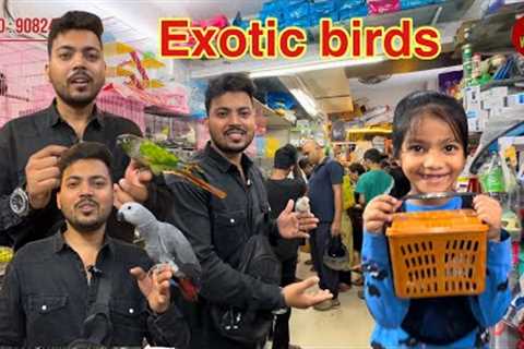 New video wajid exotic pets Jogeshwari fully tamed birds available #exotic #birds #birdslover