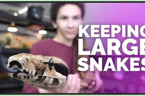 What's it Like Keeping Big Snakes?