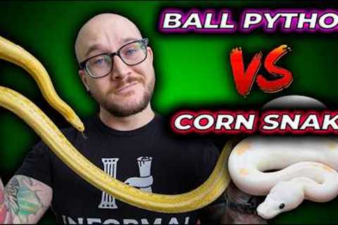 Ball Python vs Corn Snake, The Best Pet Snake?