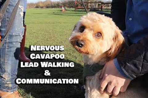 Spoilt Cavapoo Refuses To Listen - 1:1 With Professional Dog Trainer