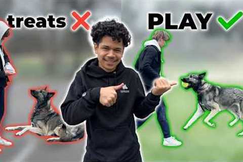 How to start using PLAY to train your dog