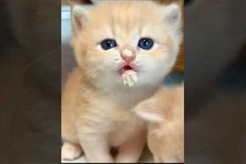 Cute and funny cat 💓