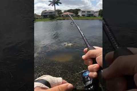 #snook #tarpon #fish #freshwaterfish #peacockbass #bass #fishbait #tuna #bigfish #lake