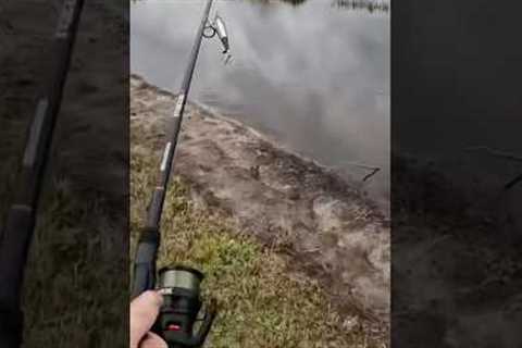 I saved this Bass from dying!👀😳 #fishing #bassfishing #largemouthbass #viralvideo #viralshorts