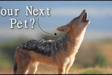 5 UNIQUE Exotic Canids Kept as Pets