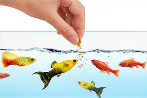 How to Feed Your Fish Properly (How Often and How Much)