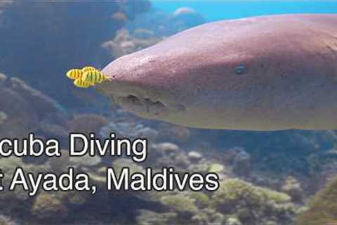 SCUBA Diving, Ayada Maldives - Underwater Video 4K