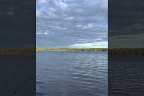 Whoah! #fishing #lake #nature #bassfishing #largemouthbassin #bassfishingismylife #fish #fyp #fypシ゚