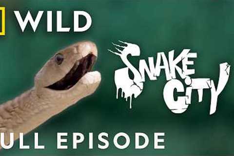 Catching Snakes on a Train (Full Episode) | Snake City | Nat Geo Animals