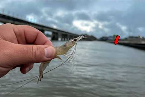 Using LIVE SHRIMP to Catch The BEST Tasting INSHORE Fish!! {CATCH AND COOK}