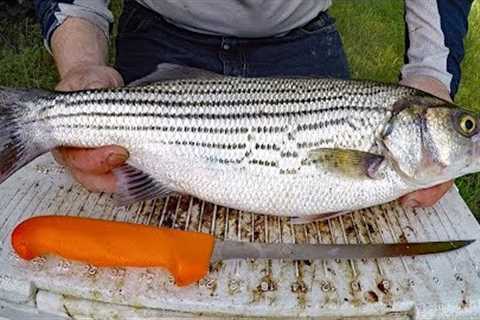 Catch and Cook Striped Bass - Catching, cleaning and cooking Striper