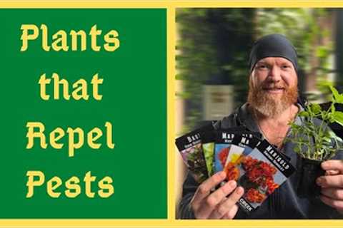 The Ultimate Pest Repelling Plants for a Natural Thriving Garden - Organic Pest Control of Insects