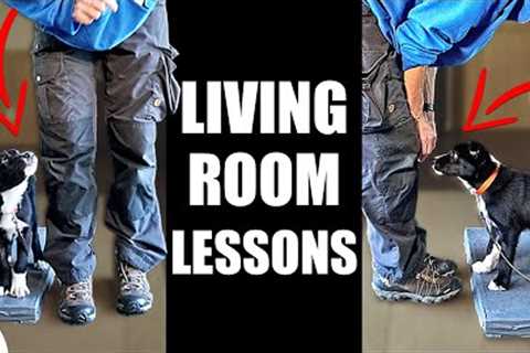 5 Puppy Training Exercises You Should Do EVERY DAY At Home! - Living Room Lessons