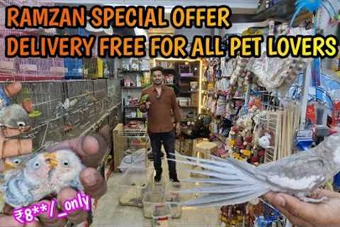 Grab This offers till Ramzan wajid exotic [9082483710] #exoticbirdsshop #birdslover