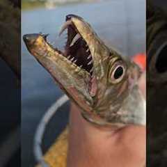 Catching and Cooking Largehead Hairtail aka Ribbonfish