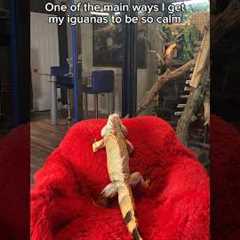 This is why my iguanas are so calm   #exoticpets #reptile #lizard #animals #reptiles #pets