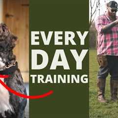 5 Dog Training Exercises You Should Do EVERY DAY At Home!