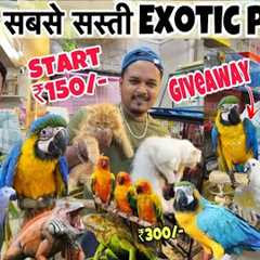 Cheapest Pet shop in Mumbai || Start ₹150/-😱| Giveaway💥|| Wajid exotic birds || cheapest pet..