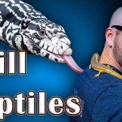 Top 5 Chill, Easy Handling Reptiles