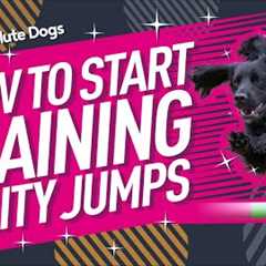 How to Start Training Agility Jumps with Crufts Champion Lauren Langman