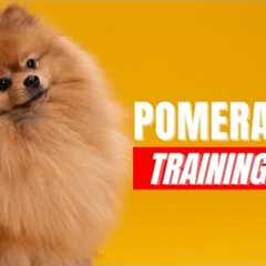 How to Train Your Pomeranian | Best Pomeranian Puppy Training Tips