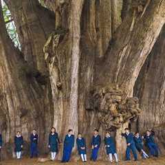 The Biggest Tree on Earth is Bigger Than Words Can Describe