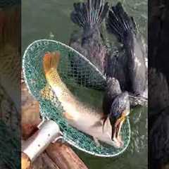 Fish fishing | Catching Fish | Hunting Fish From Hole Using Hook #00180