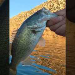 Lake Perris Bass Fishing: 7th Bass of the day! #lakeperrisfishing #winterbass #zmanfishingproducts