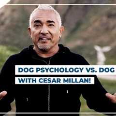 Dog Psychology vs. Dog Training! (Cesar Millan Dog Tips)