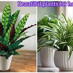 MISTAKES Everyone Makes When Choosing Plants for Home DECOR