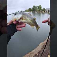 In the rain snaggin lake pups #fishing #bassfishing #fish #baitcasting #freshwater