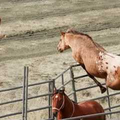 Animals Reunited With Owners After Years !