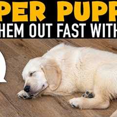 How To Tire Out A Hyper Puppy Every Night