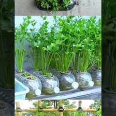 Easy coriander cultivation at home /YouTube shorts/reels videos