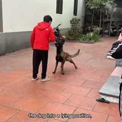 Belgian Shepherd Dog Training Techniques at Home#dog #germanshepherd #pets