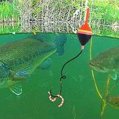 UNDERWATER FISHING!!! Big BASS, and Bluegill Catch & Cook!