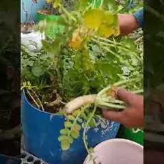 organic radish, organic vegetables,#shortvideo #garden #terracegardenindia #shortfeed#shorts#viral