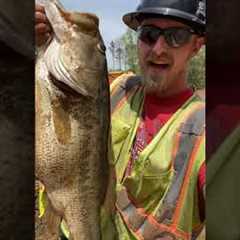 Rescuing Giant Bass from Drained Pond #shorts