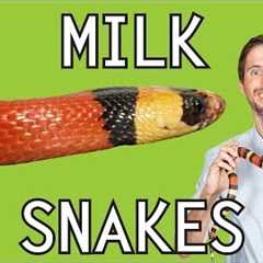 Milk Snake, The Best Pet Snake?