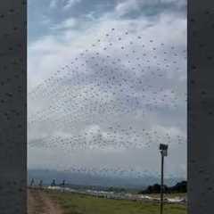 Chinese Drone Swarm Technology #military #airforce #aviation