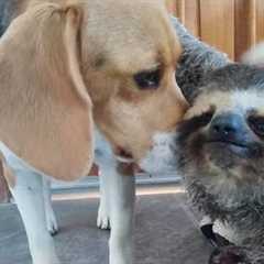 Rescued Sloth Becomes Best Friends With a Beagle | The Dodo Odd Couples