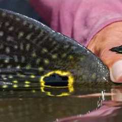 Fly Fishing the Amazon with the Kayapó & Untamed Angling - Peacock Bass, Wolf Fish &..